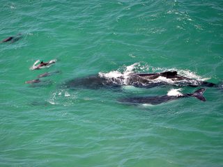 Whales pass Cape Byron twice a year